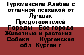 Туркменские Алабаи с отличной психикой от Лучших Представителей Породы - Все города Животные и растения » Собаки   . Курганская обл.,Курган г.